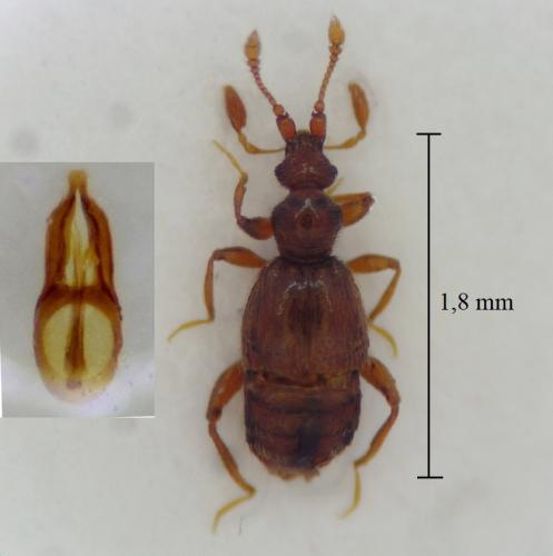 Réf. 299 922 : Bryaxis serripes